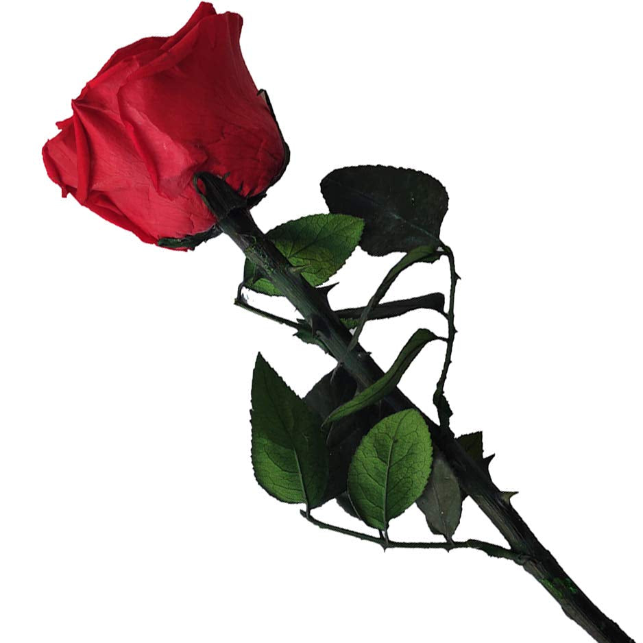 Timeless Natural Red Roses (Set of 6 or 12)