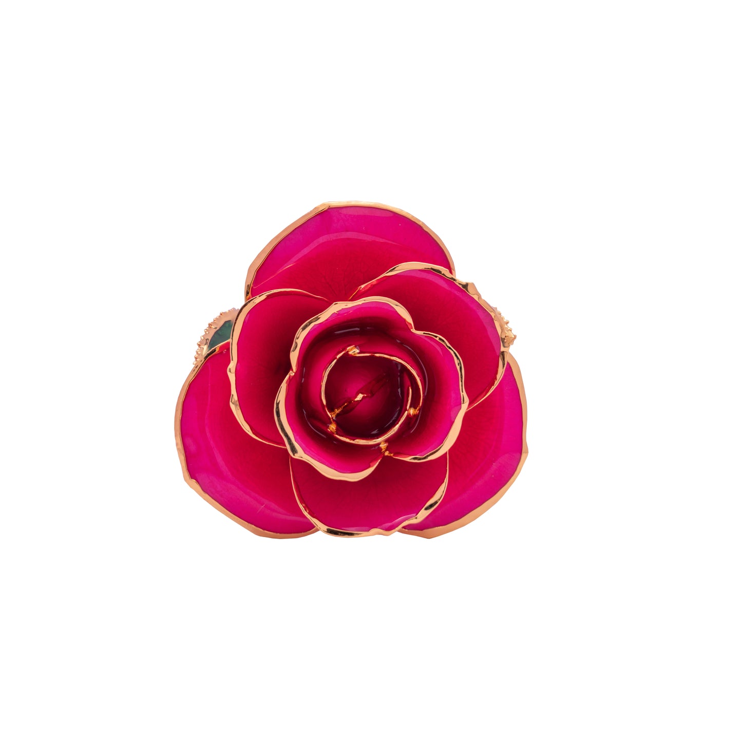 Divina, 24K Gold Dipped Natural Rose in Deep Pink – The Rose of Divine Prosperity