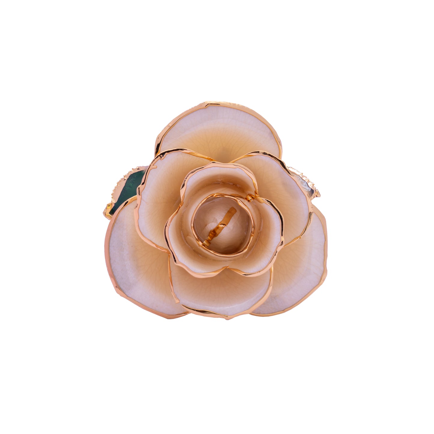 Univia, 24K Gold Dipped Natural Rose in Champaign - Unity in Purity, Serenity in Elegance