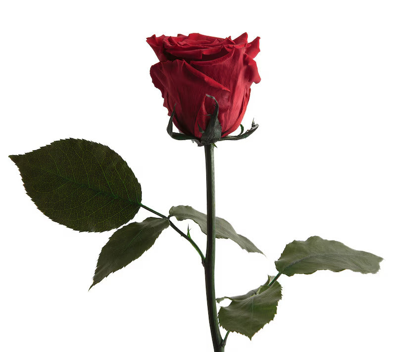 Timeless Natural Red Roses (Set of 6 or 12)