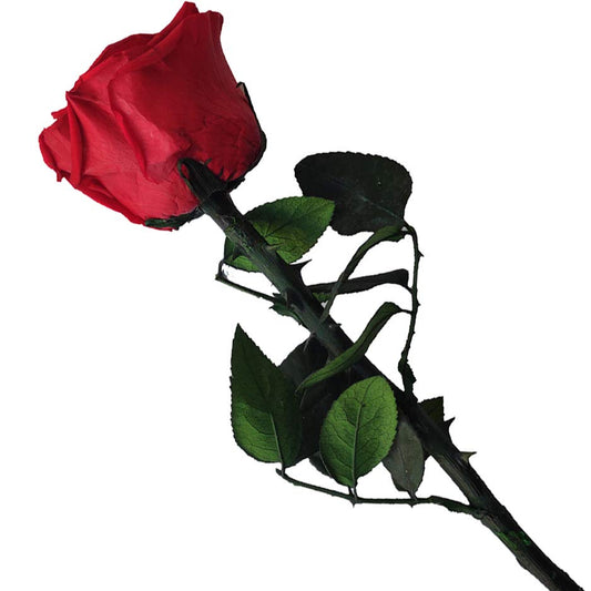 Timeless Natural Red Roses (Set of 6 or 12)