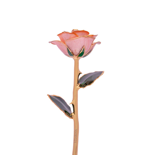 Roselle, 24K Gold Dipped Natural Rose in Pastel – Soft Romance and Rare as True Love